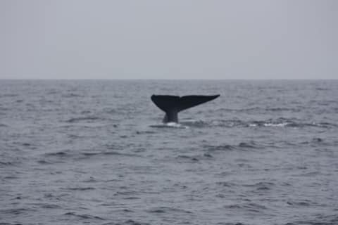 The tail of a blue whale lifting above the sea off Mirissa