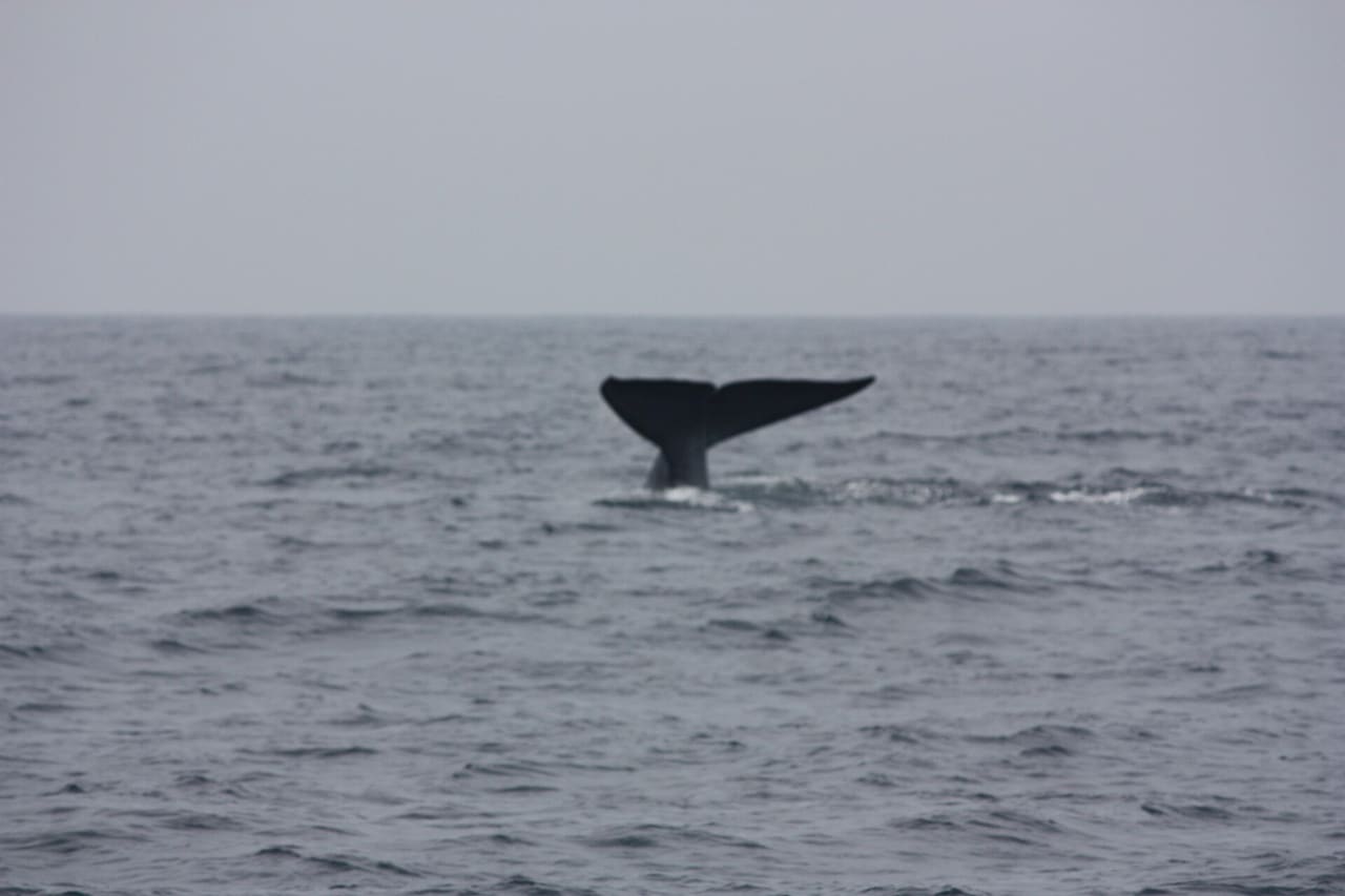 The tail of a blue whale lifting above the sea off Mirissa