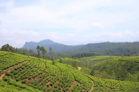 Terraced tea plantation with hills beyond near Nuwara Eliya