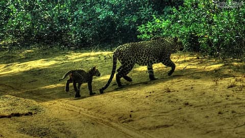 A female leopard and her cub walking along a sandy track in Wilpattu National Park