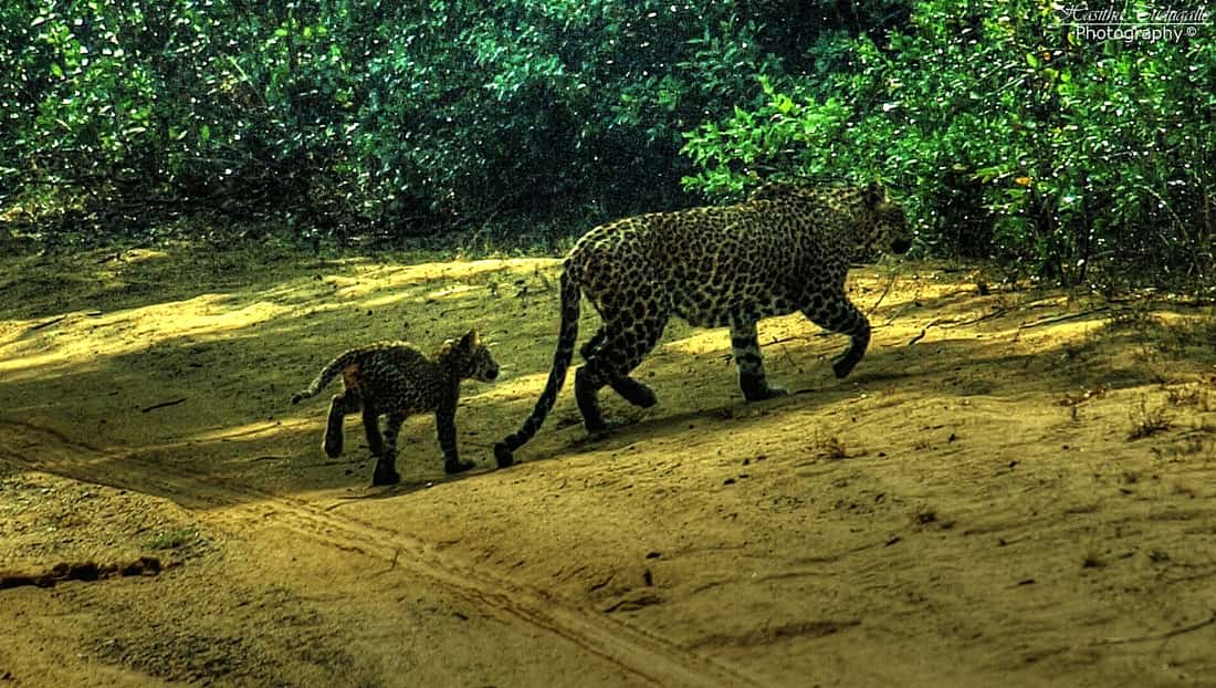 A female leopard and her cub walking along a sandy track in Wilpattu National Park
