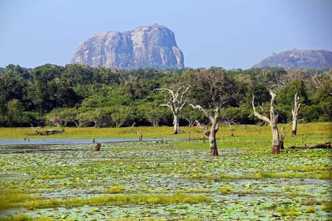 Wetland with a granite outcrop rising beyond the trees in Yala National Park