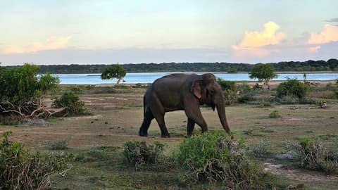 Wild elephant walking beside a lake in Yala National Park