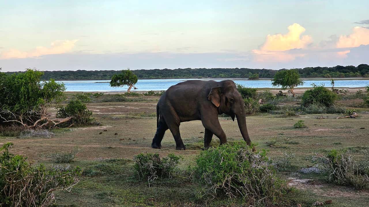 Wild elephant walking beside a lake in Yala National Park