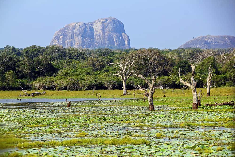 Wetland with a granite outcrop rising beyond the trees in Yala National Park